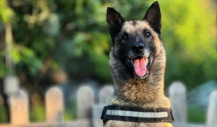 Kahraman köpek 'Bob' öldü