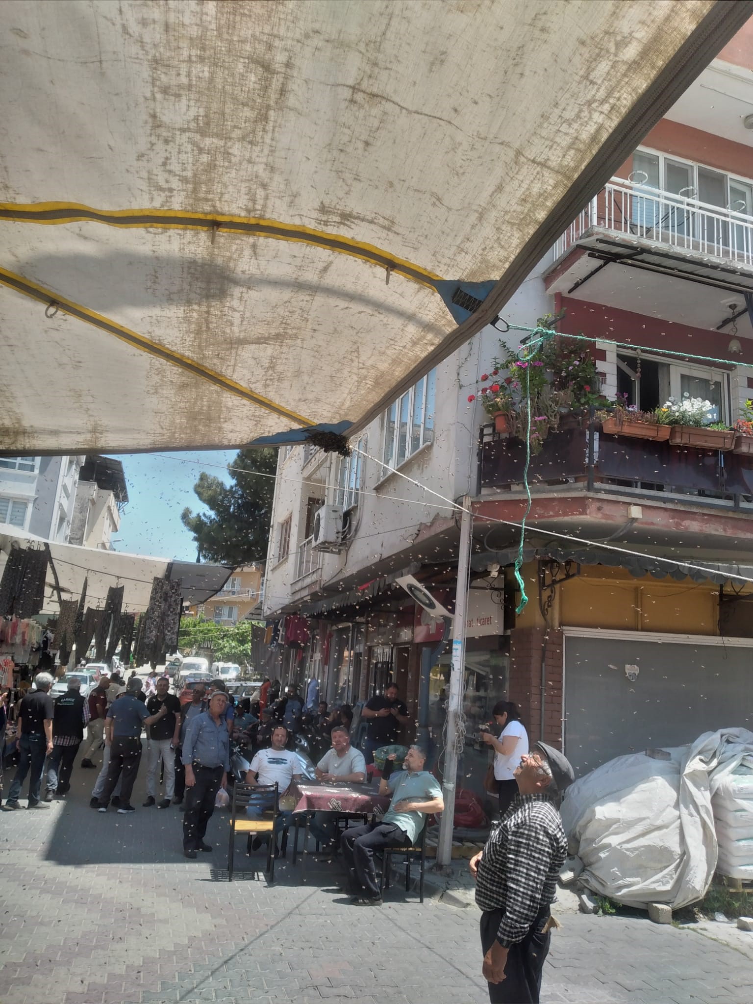 Aydın'da oğul çıkaran arı kolonisi pazar tezgahına kondu