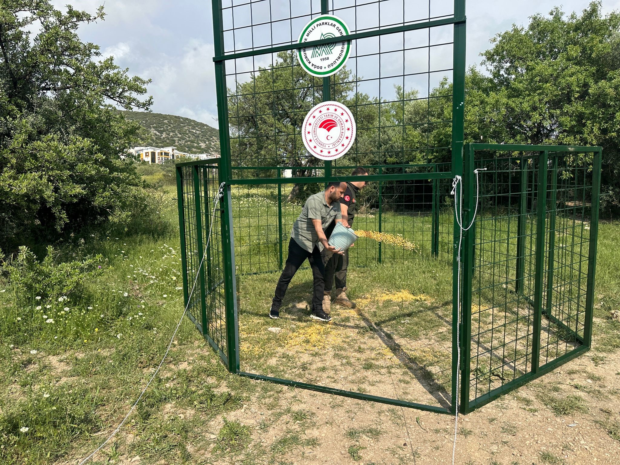 Yaban domuzlarına karşı termal dronlu mücadele