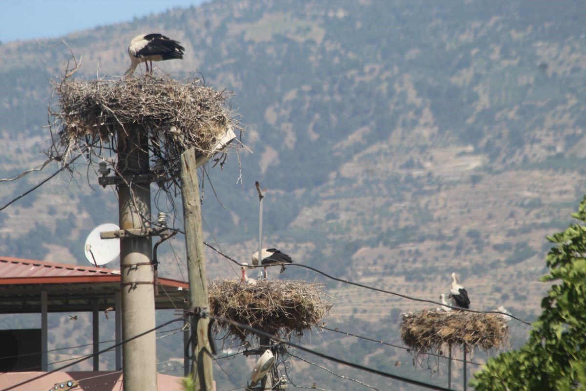 Aydın’da leylek sayımları tamamlandı