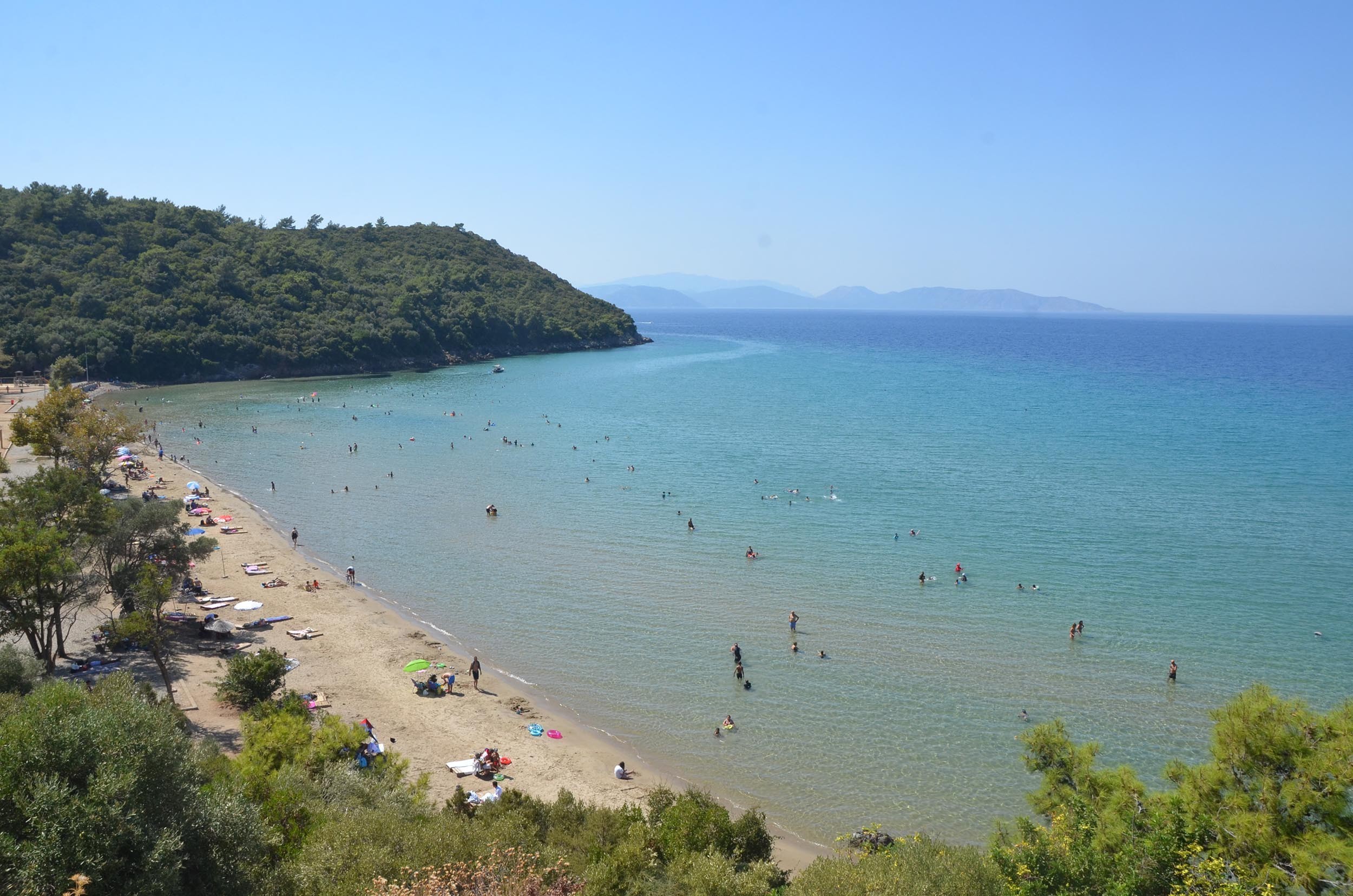 Aydın'da sıra dışı olay: Tatilci kadının çantasını yaban domuzları kaçırdı