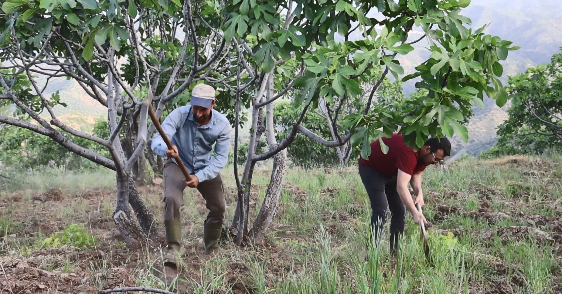Aydın’da incir üreticisinin zorlu sezon hazırlığı başladı