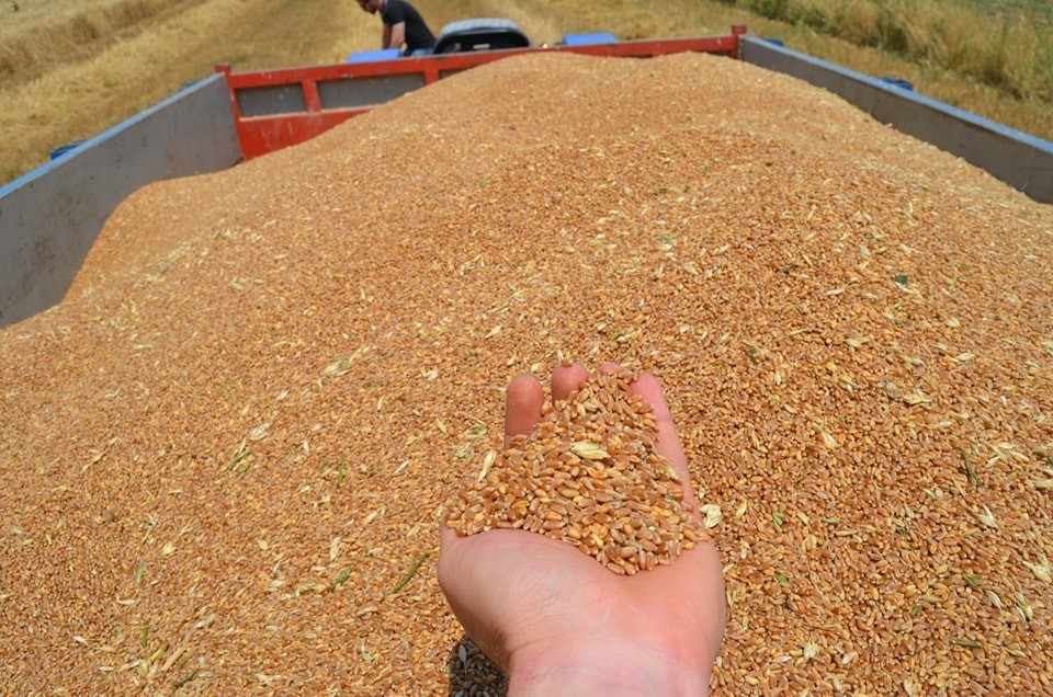 Hububatta hasat dönemi başladı