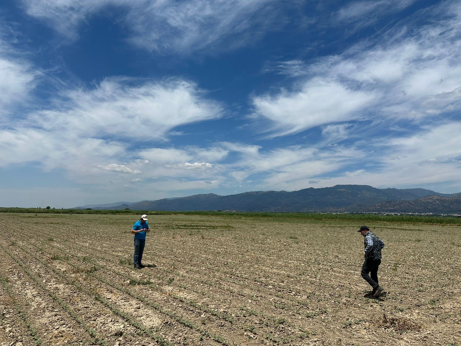 Pamuk üreticilerine 