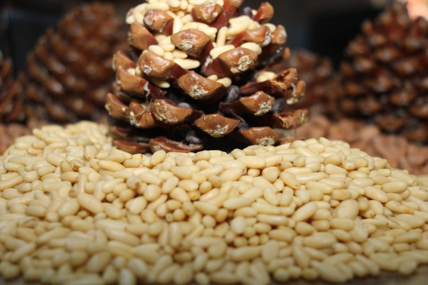 Aydın Çam Fıstığı Avrupa Birliği tesciliyle taçlandı