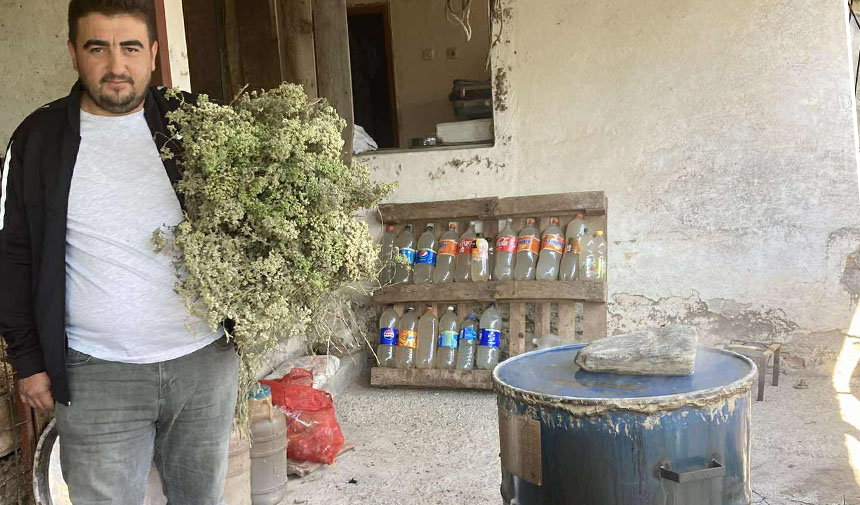 Aydın'da kekikler şifa için kaynatılmaya başlandı