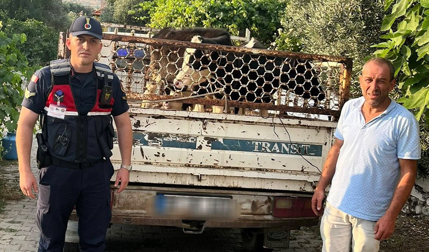 Hayvan hırsızı, jandarmadan kaçamadı