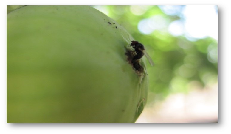 Nazilli'de incir siyah sineği ile mücadele çağrısı