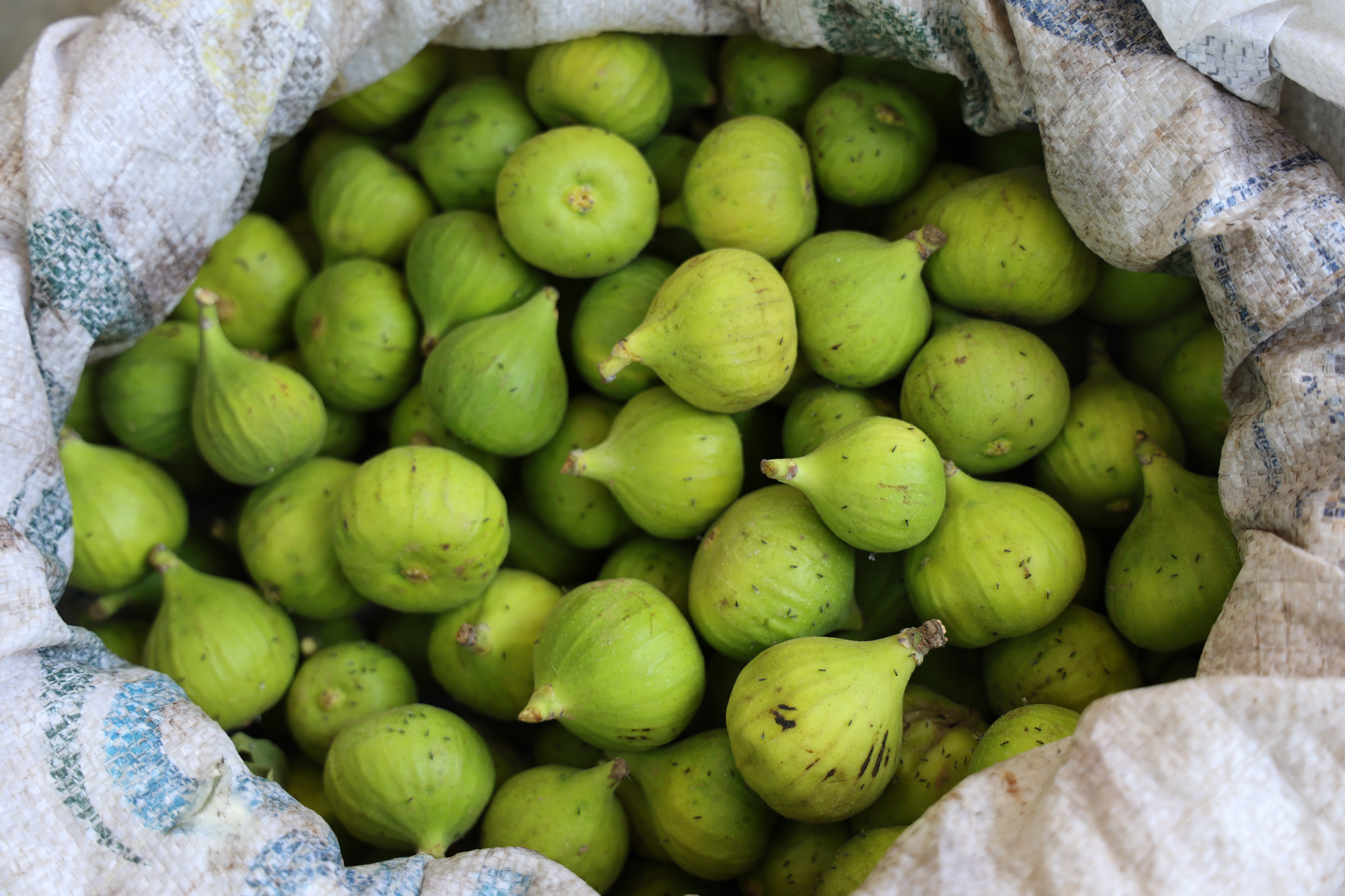 Aydın incirinde 'ilekleme' sezonu başladı