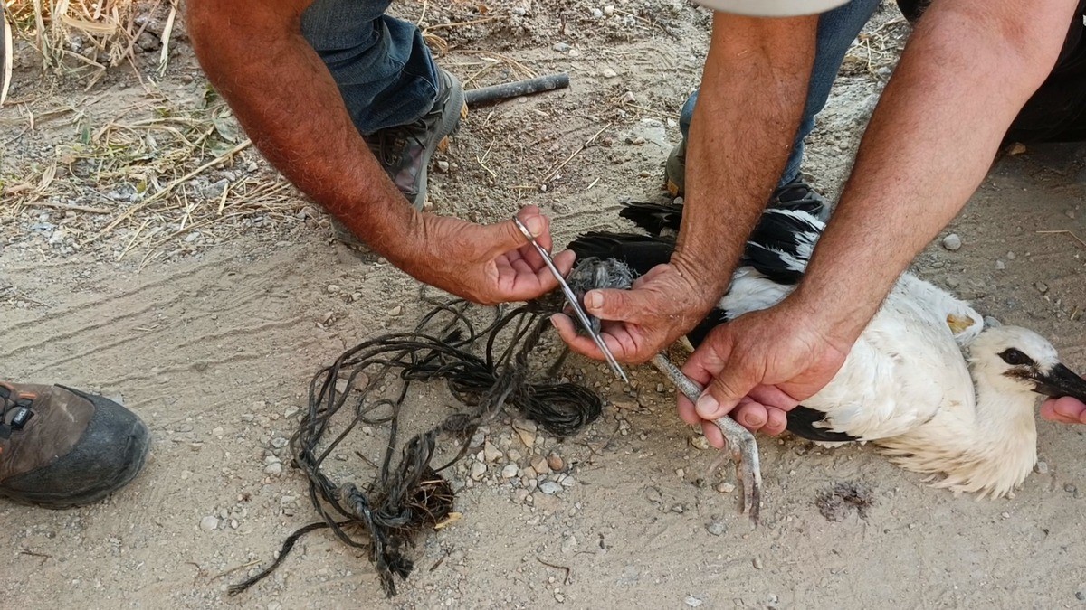 Ayağına ip dolanan leyleği vatandaşların dikkati kurtardı