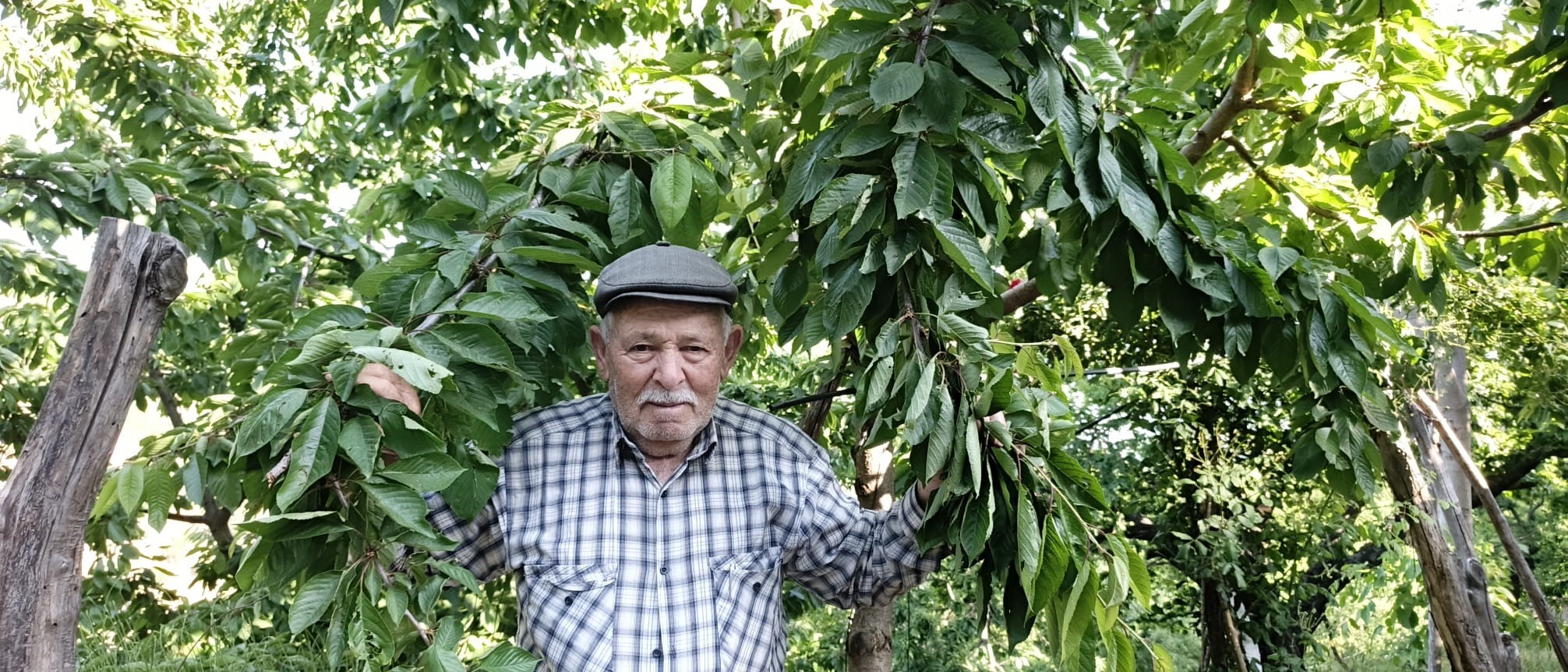 Ege bu yıl meyveye hasret