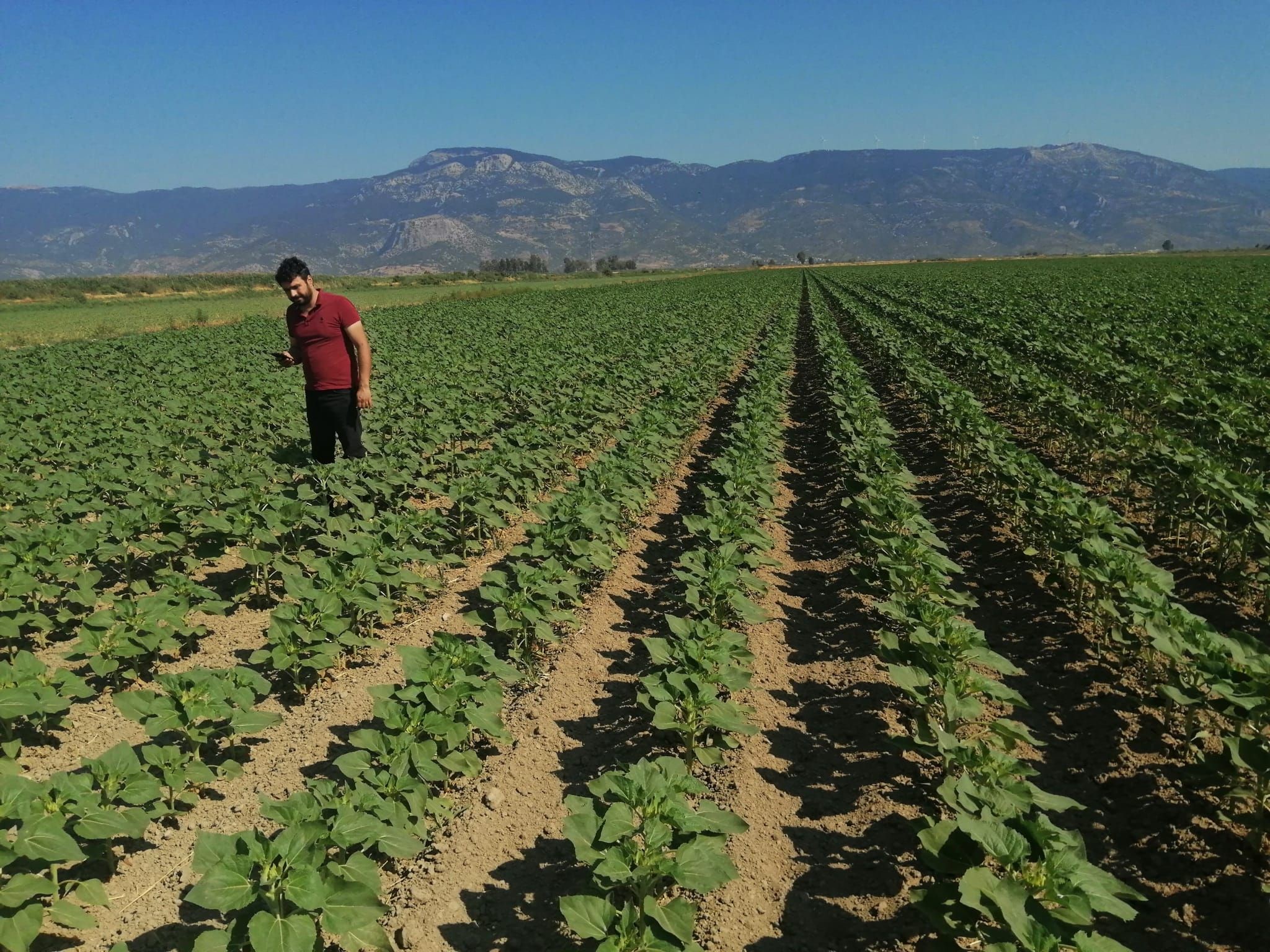 Ayçiçeği tarlaları taranıyor