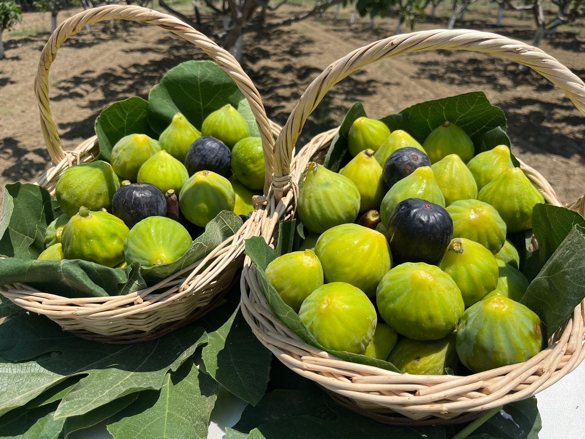 Aydın’da erkenci incirler çıktı