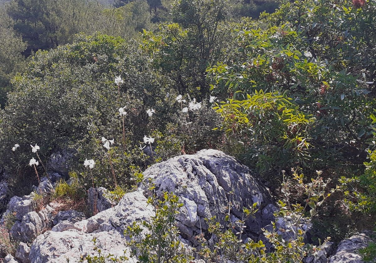 Aydın dağlarında akzambaklar çiçek açtı