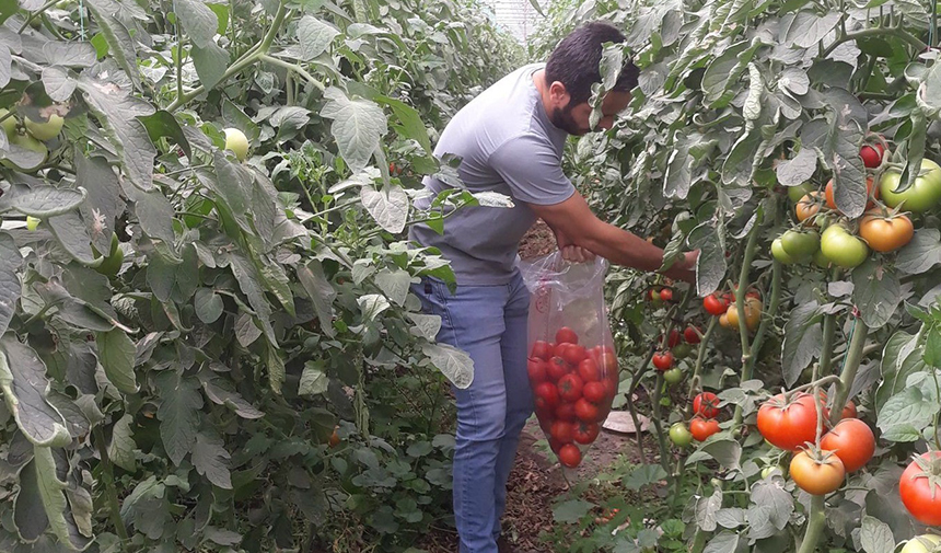 Domateste hasat öncesi numuneler alındı