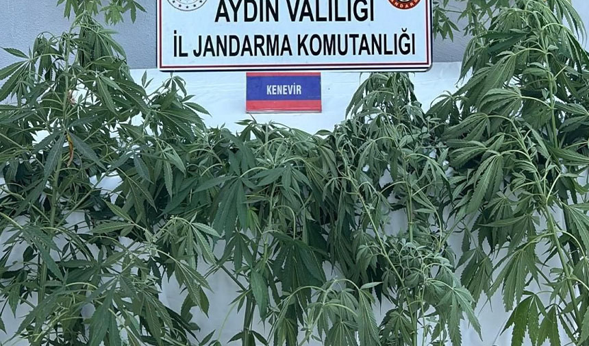 Jandarmadan uyuşturucu operasyonu: 16 gözaltı