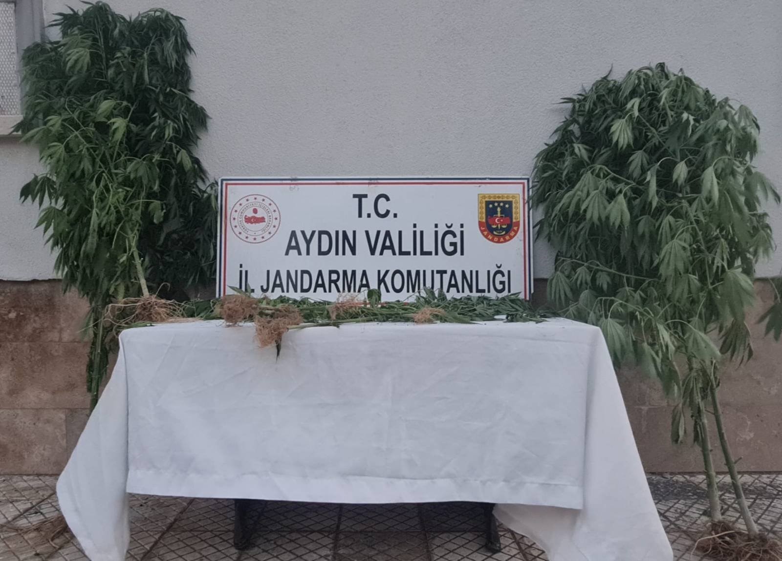 Aydın’da 28 kök kenevir ele geçirildi