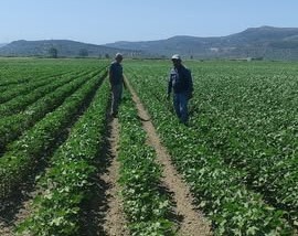 Pamuk zararlıları kontrol edildi