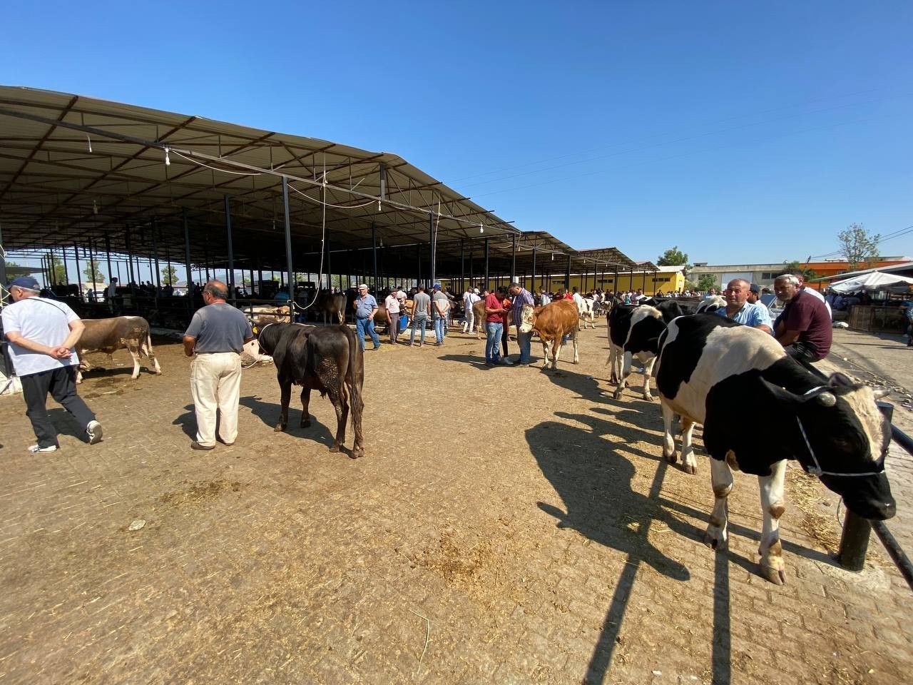 Aydın’da hayvan pazarları şap hastalığı tedbirleri kapsamında kapatıldı