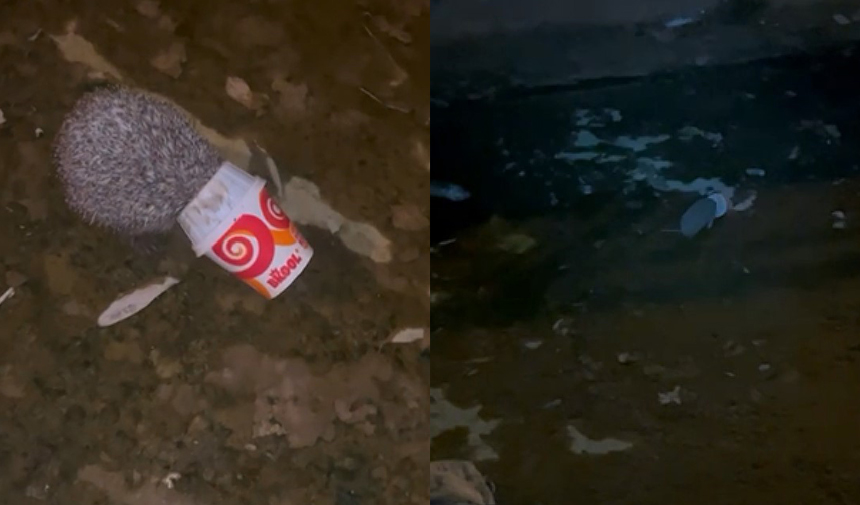 Dondurma kutusuna kafası sıkışan kirpiyi itfaiye kurtardı