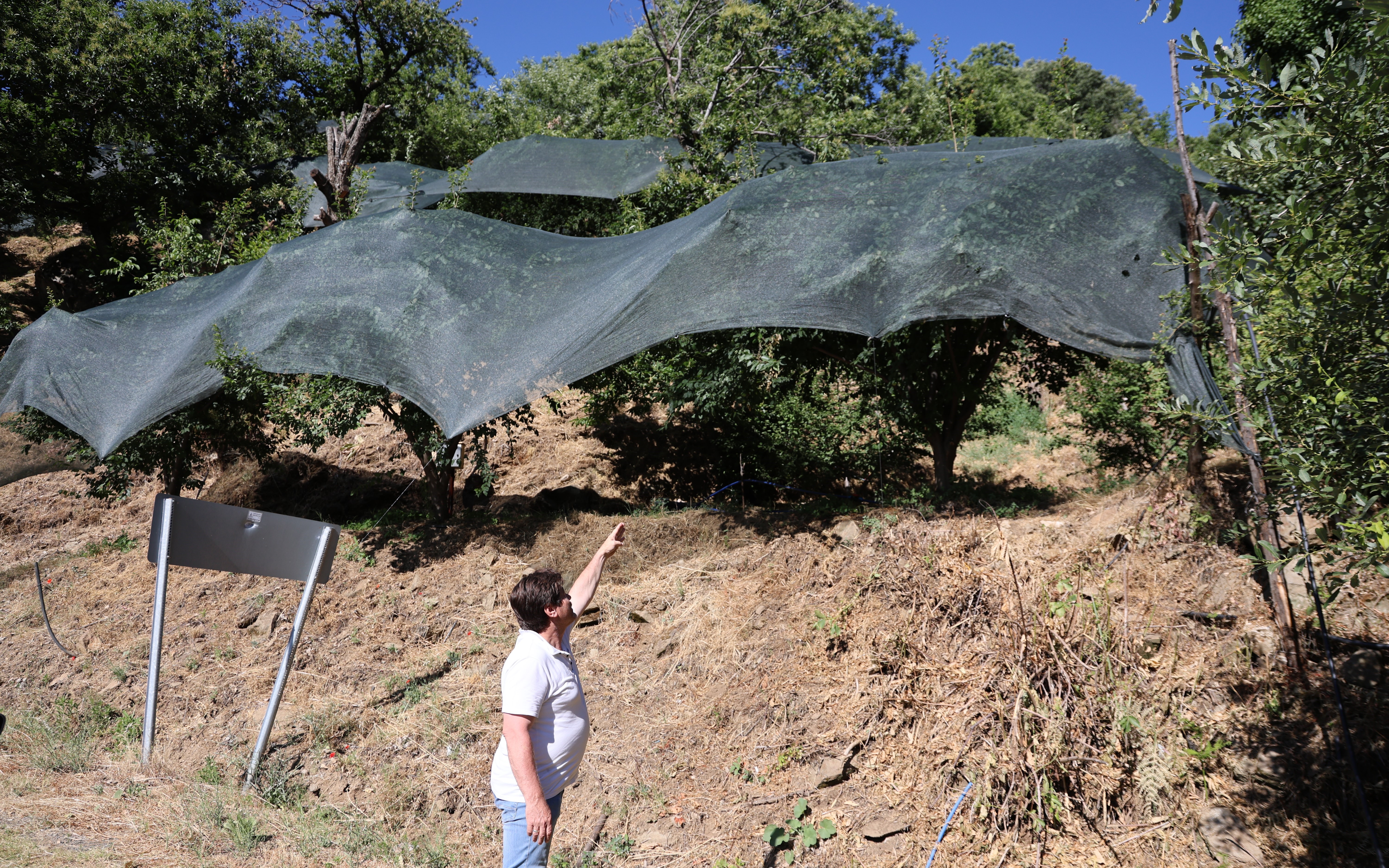 Geçen yıl toplanmayan meyveler bu yıl kıt olunca koruma altına alındı