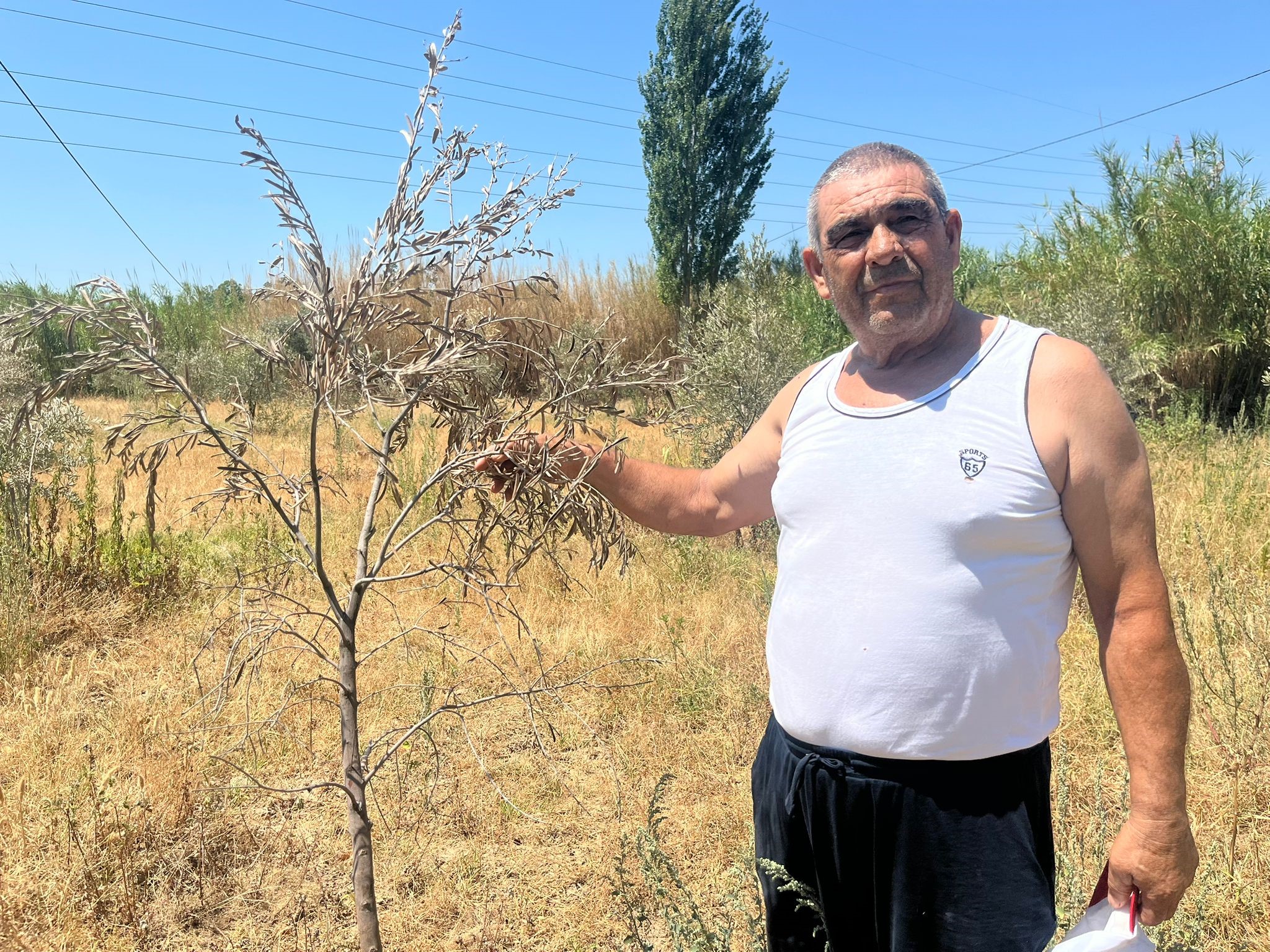 İkizdere Barajı'ndan su bırakılmadı, ağaçlar kurudu