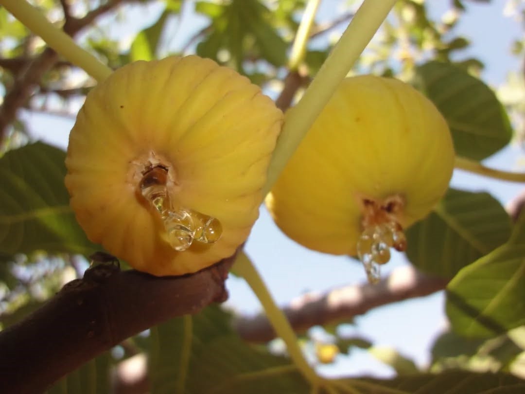 Aydın’ın inciri pazar tezgahlarında 250 liradan satışa sunuldu