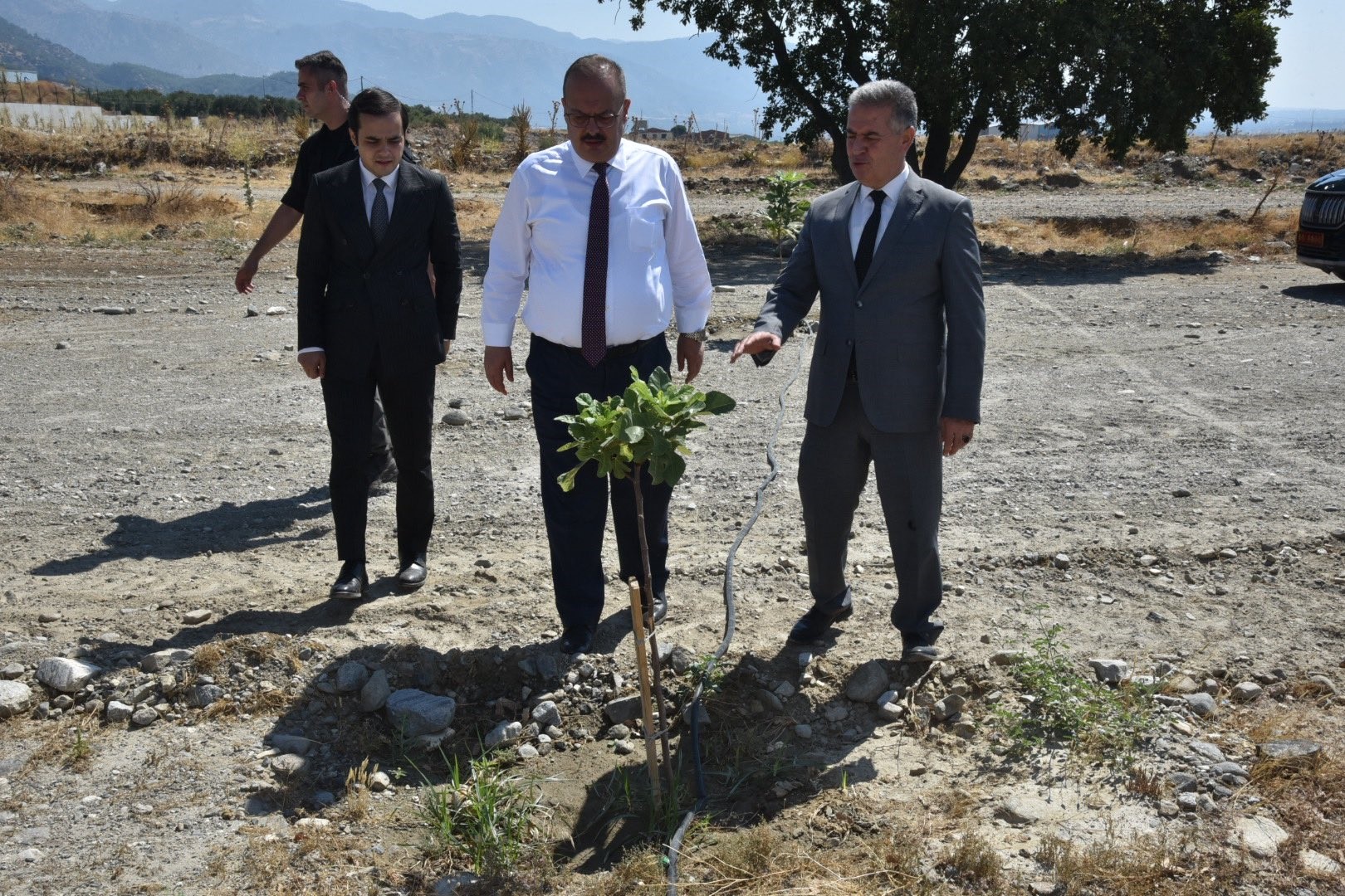 Vali Canbolat incir hasadına katıldı