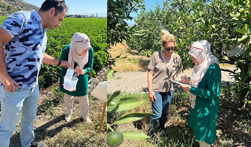 Tarla ve bahçelerde zararlı kontrolleri gerçekleştirildi