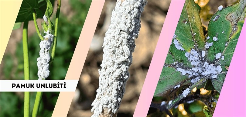 Pamuk üreticilerine 'unlu bit' uyarısı