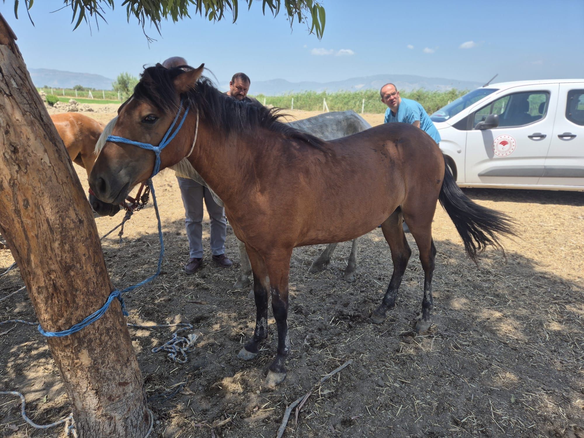 Tek tırnaklı hayvanlara ruam taraması yapıldı