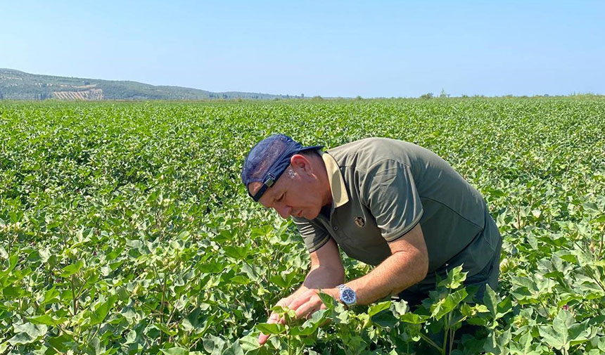 Pamuk ve ayçiçeğinde tehlike yok