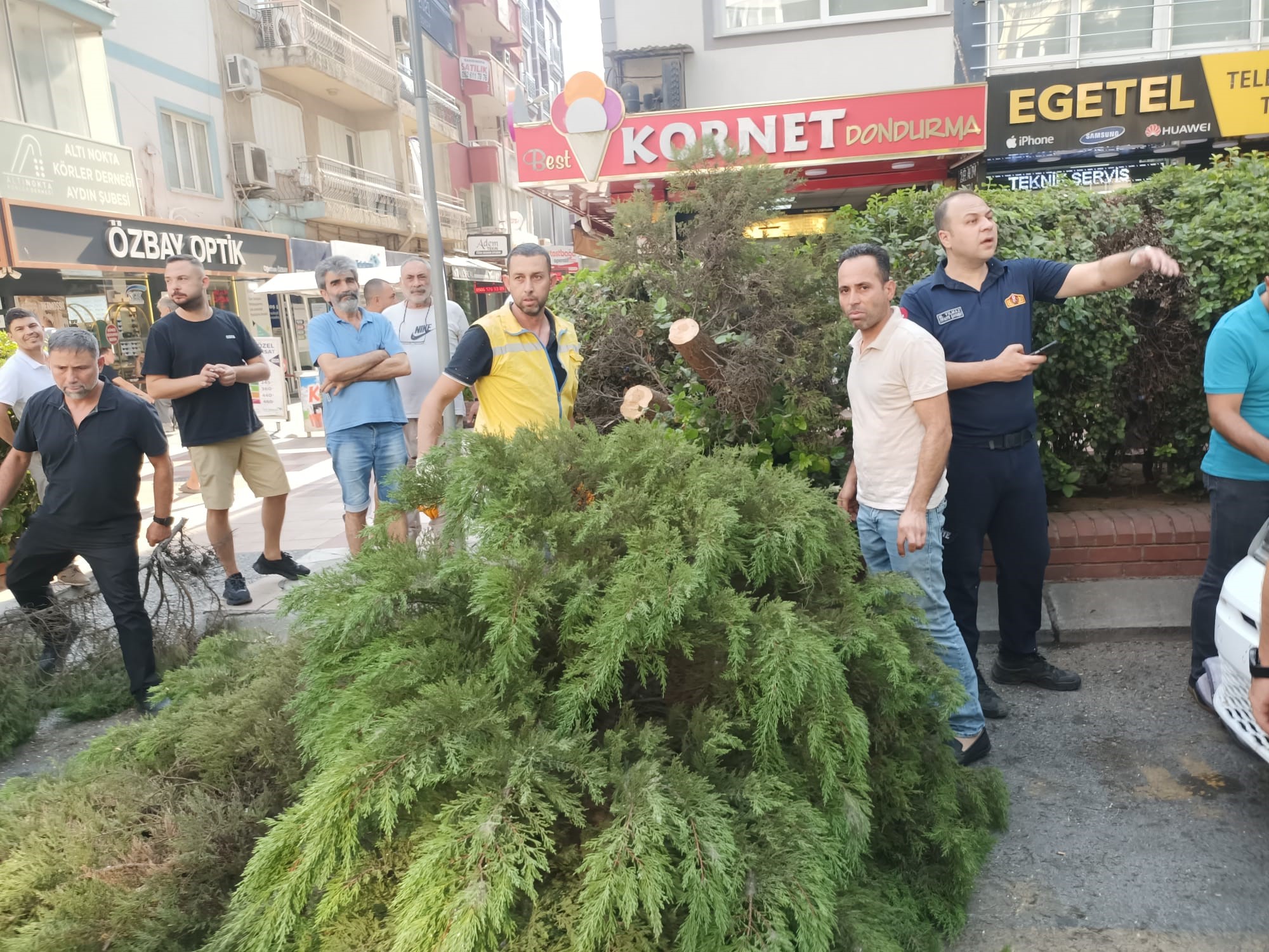 Aydın’da ağaç aracın üstüne devrildi