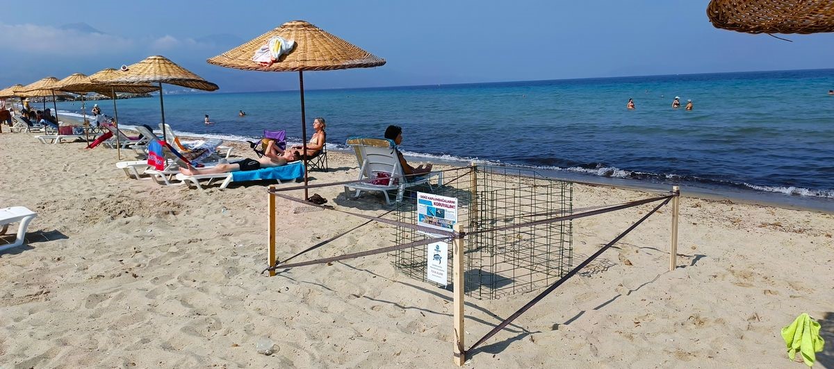 İlk yavrular sürpriz yuvadan çıktı