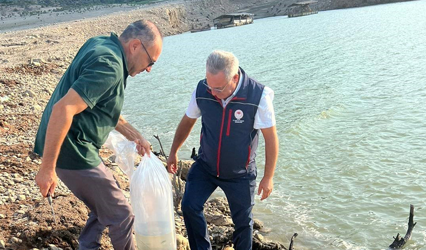 Kemer Barajı’na 600 bin adet sazan yavrusu bırakıldı