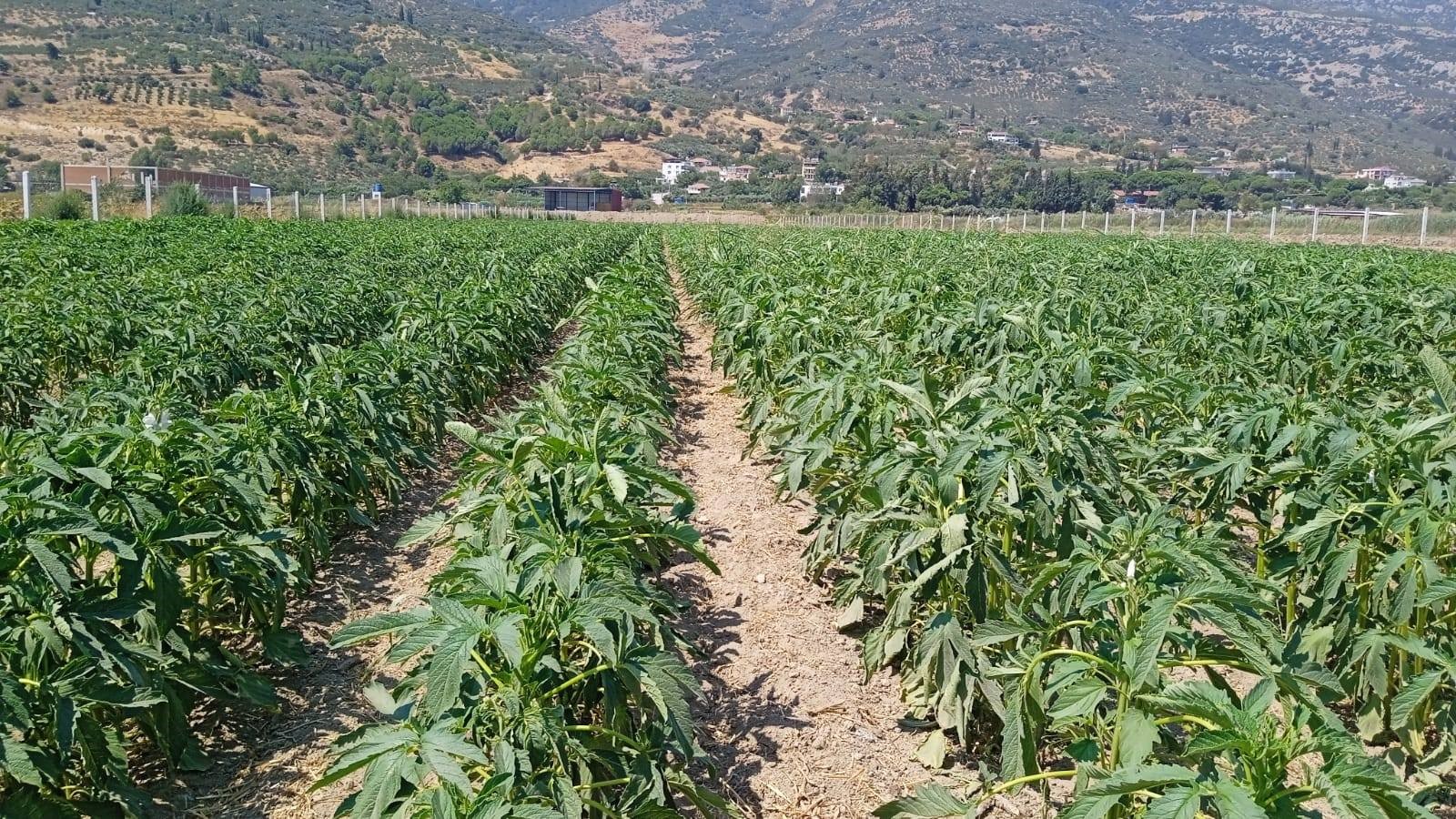 Alternatif ürün susamda kontroller yapıldı