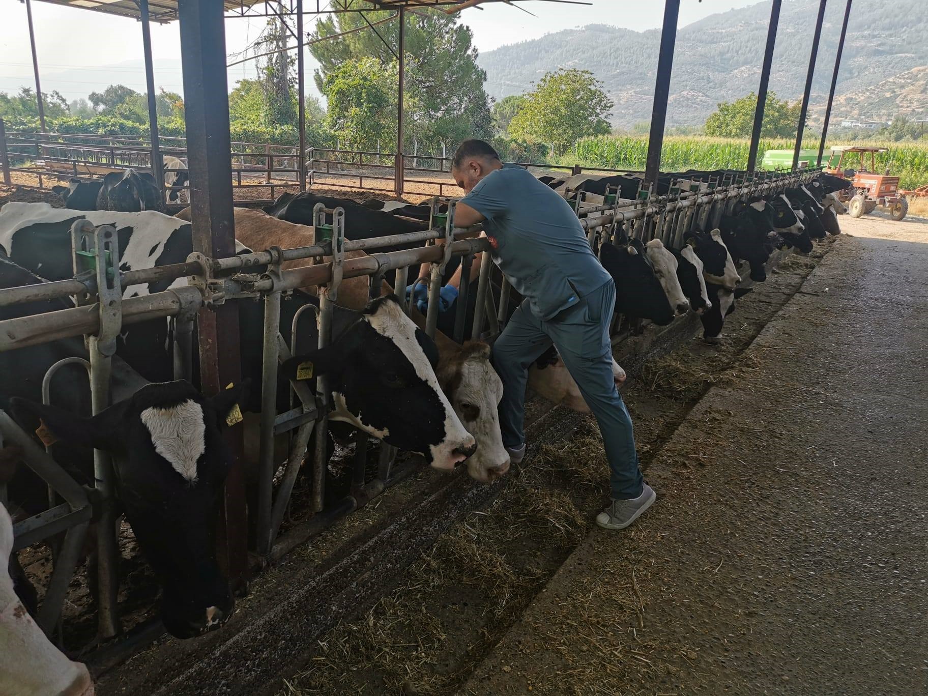 Hastalıktan ari işletmelerde kontroller sürüyor