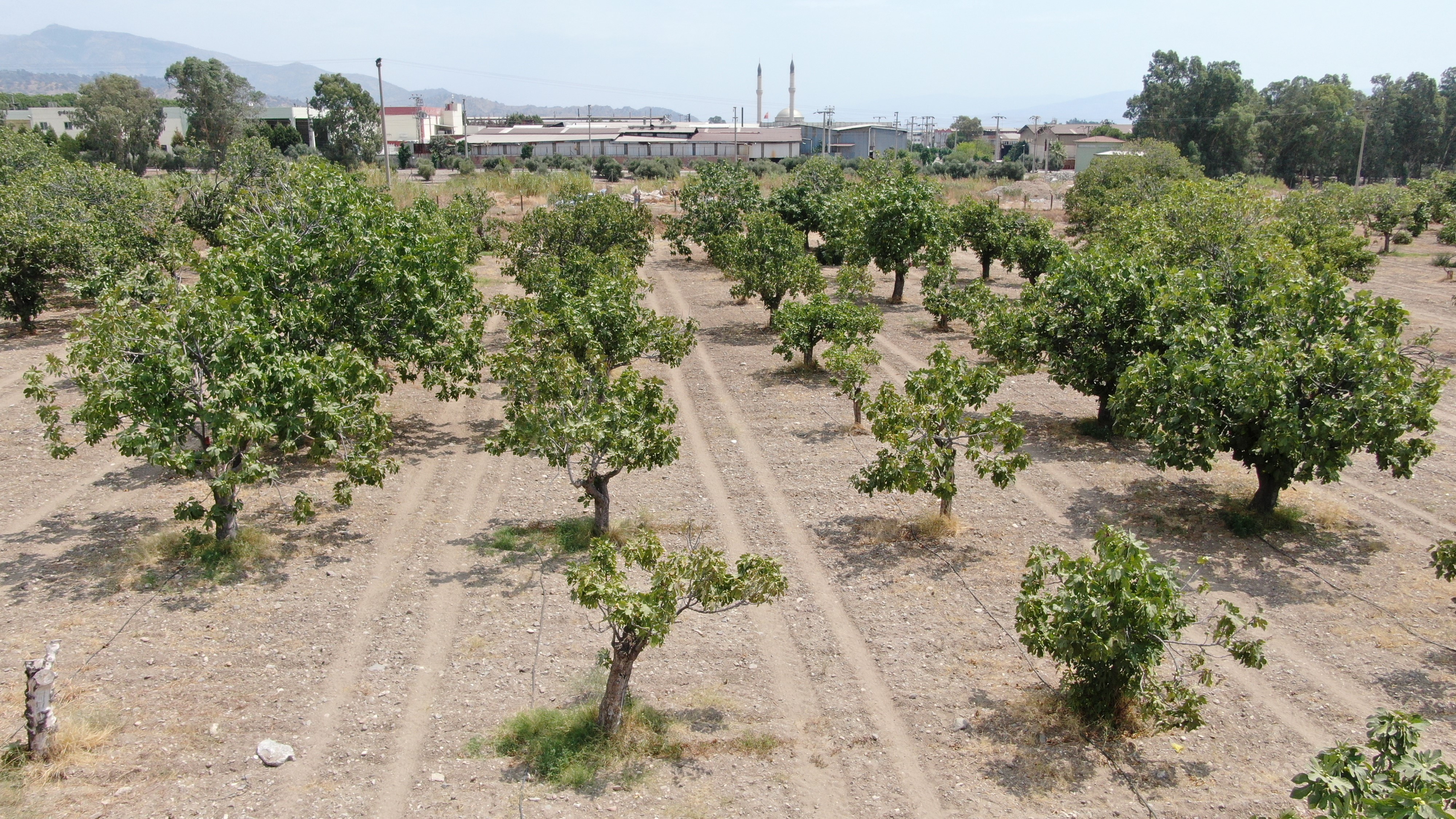 Aydın'dan, iklim değişikliği sorununa doğal çözüm