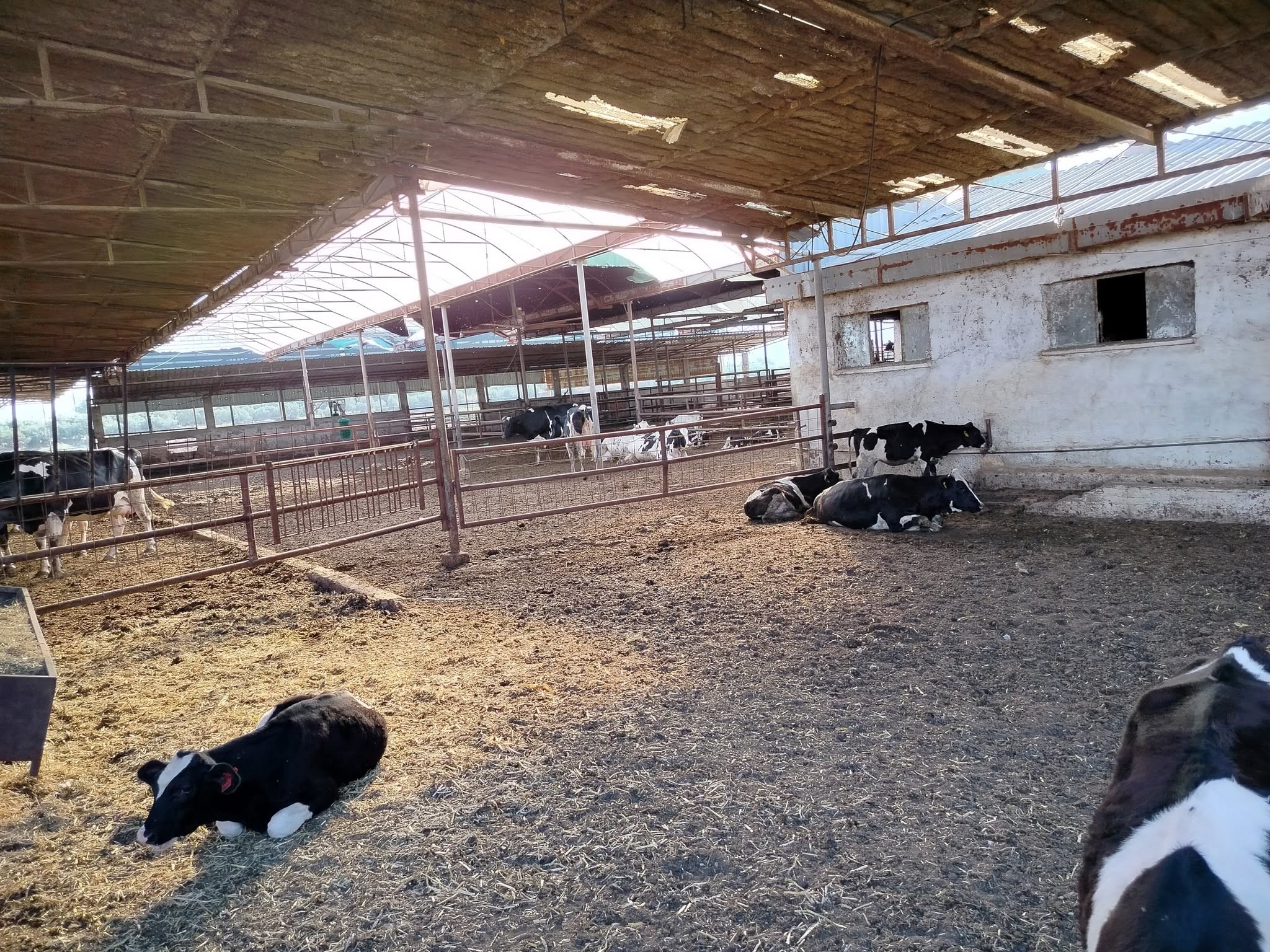 Hastalıktan ari işletmeler denetlendi