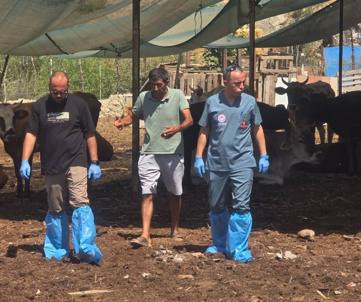 Aydın'da şap hastalığına karşı aşılama çalışmaları sürüyor