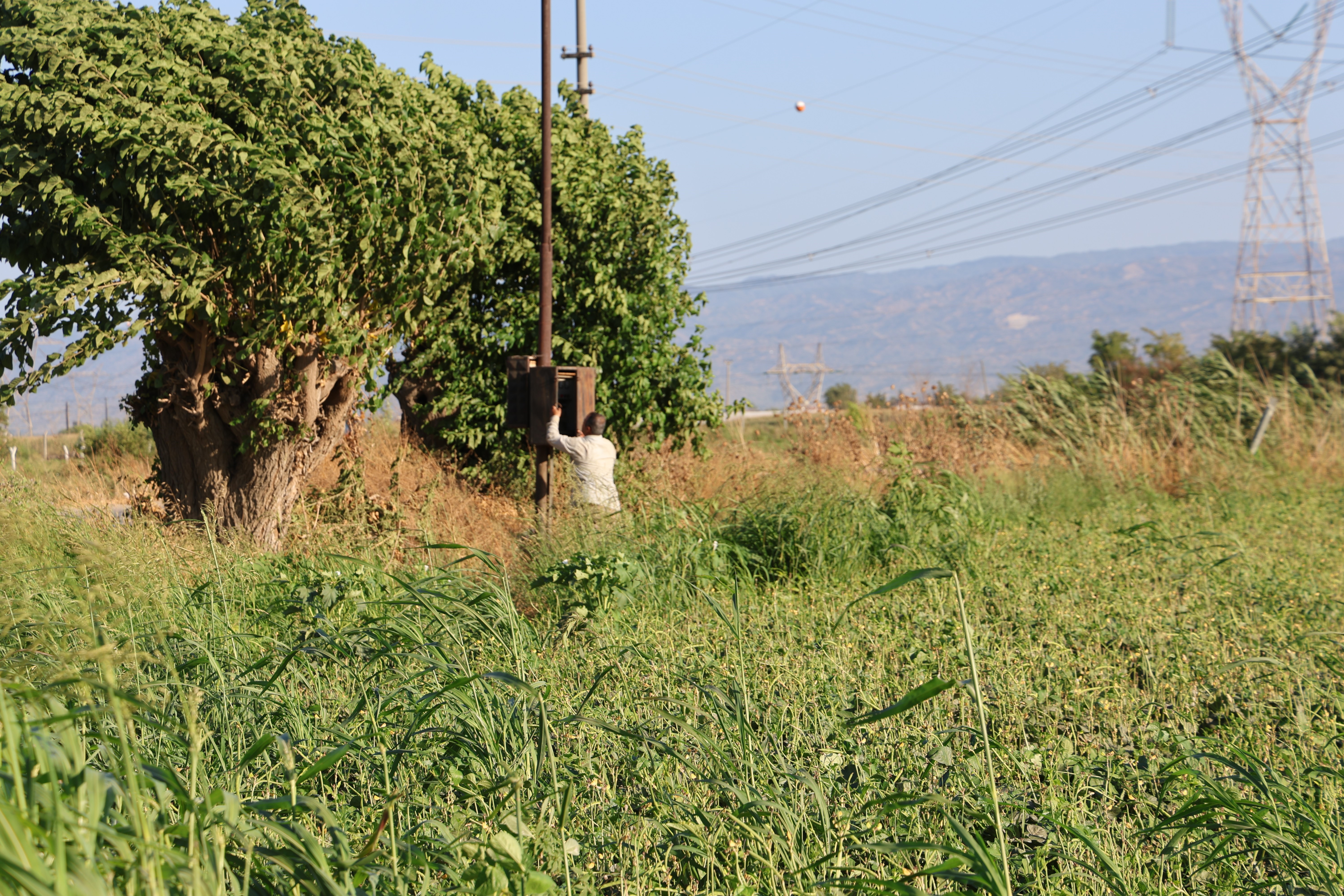 Aydın'da su kıtlığı çiftçilerin mesai saatlerini değiştirdi