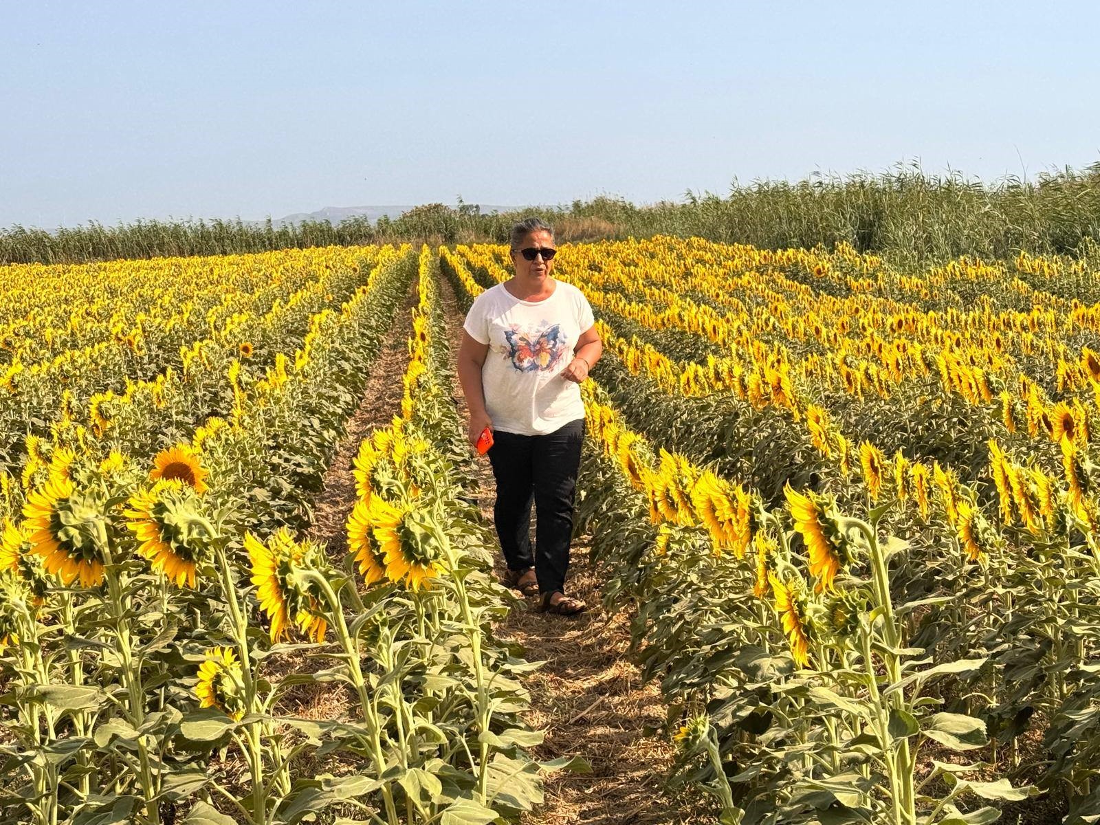 Ayçiçeği tarlaları taranıyor