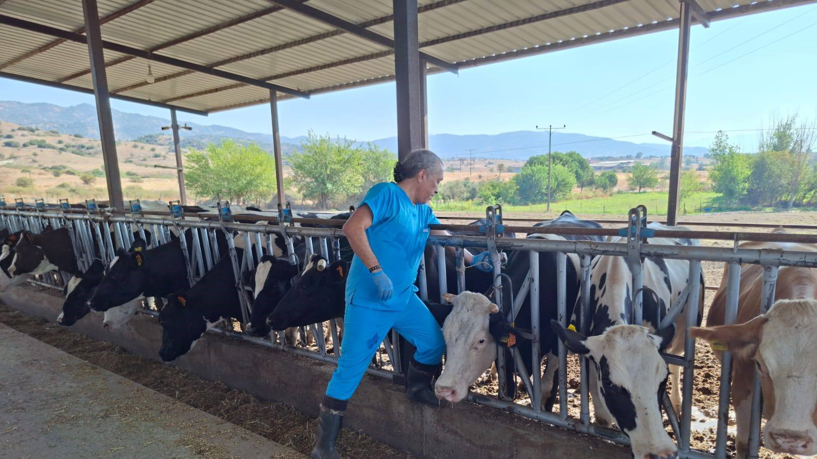 Aydın’da şap hastalığına karşı yoğun mücadele sürüyor