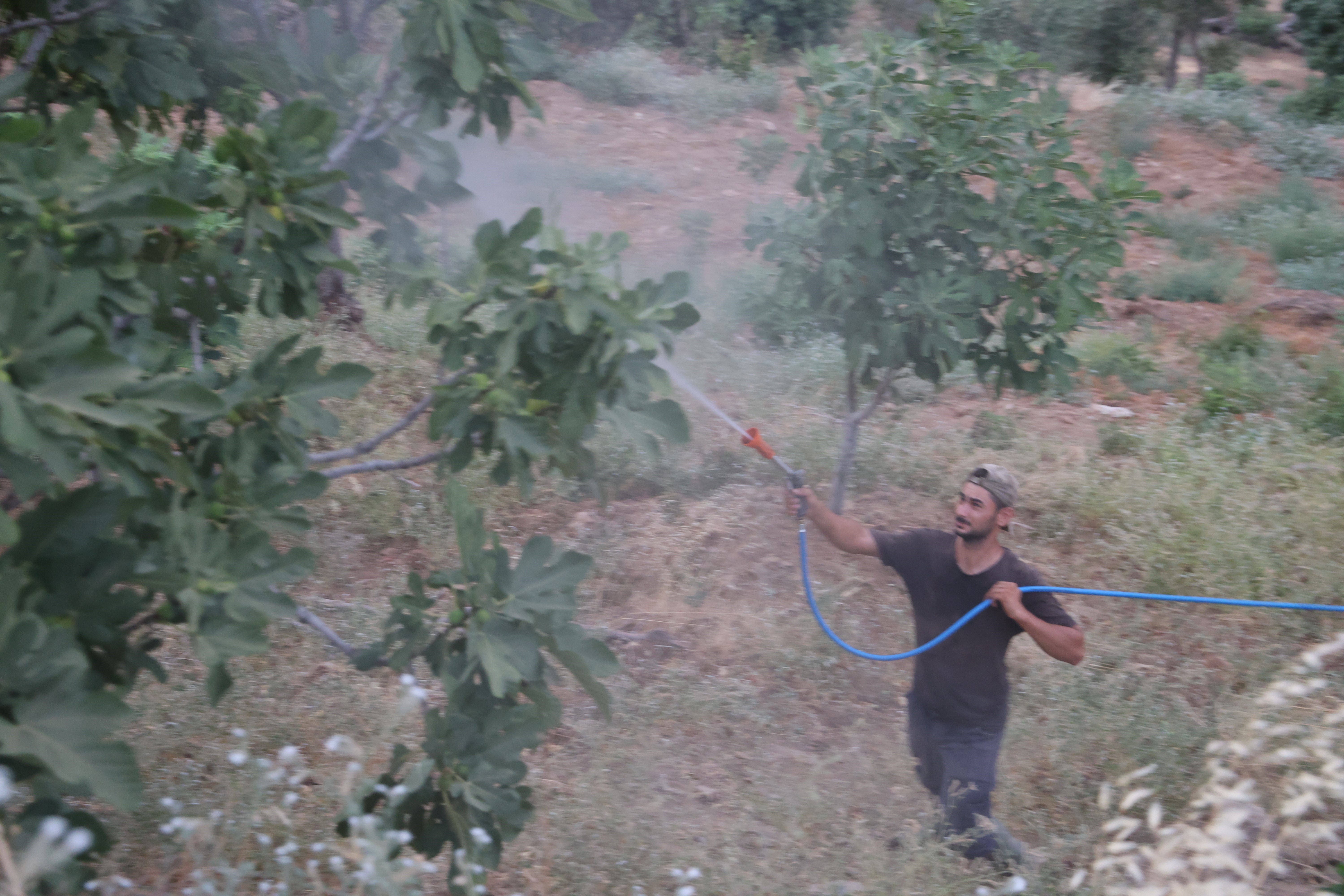 İncir üretiminde Akdeniz meyve sineği sıkıntısı