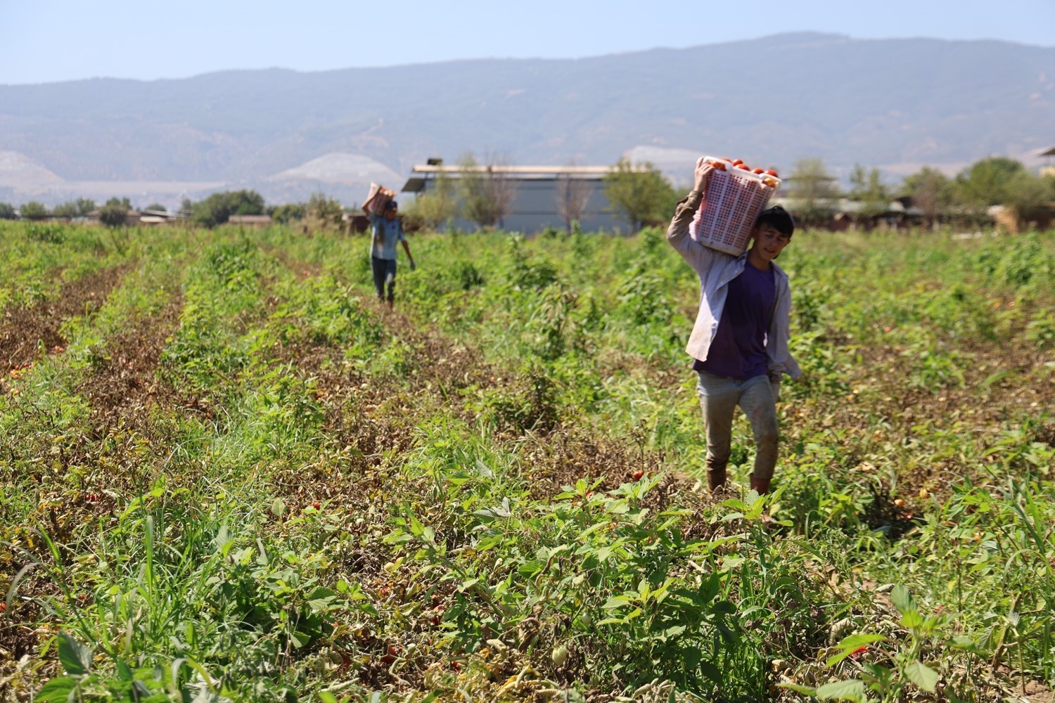 Domates işçileri çöl sıcaklarında saati 250 TL'ye ter döküyor