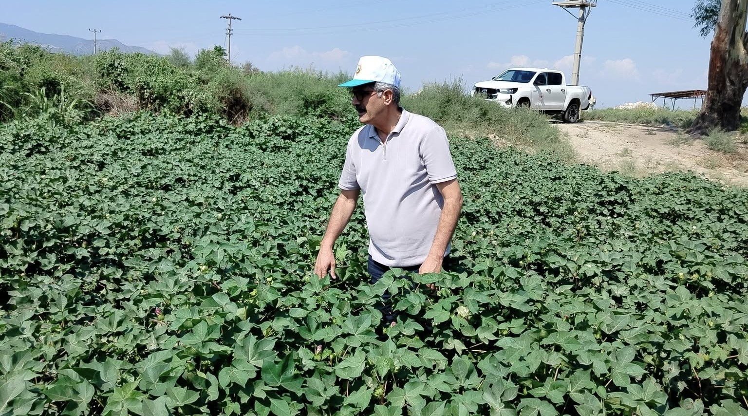 Pamuk tarlalarındaki verim umut veriyor