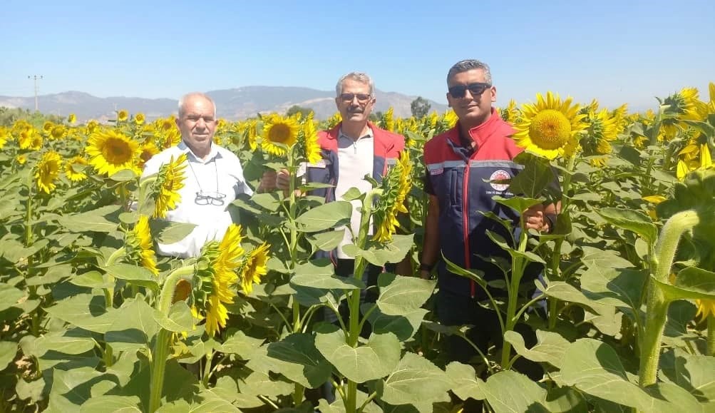 Aydın'da ayçiçeği hasadı başladı
