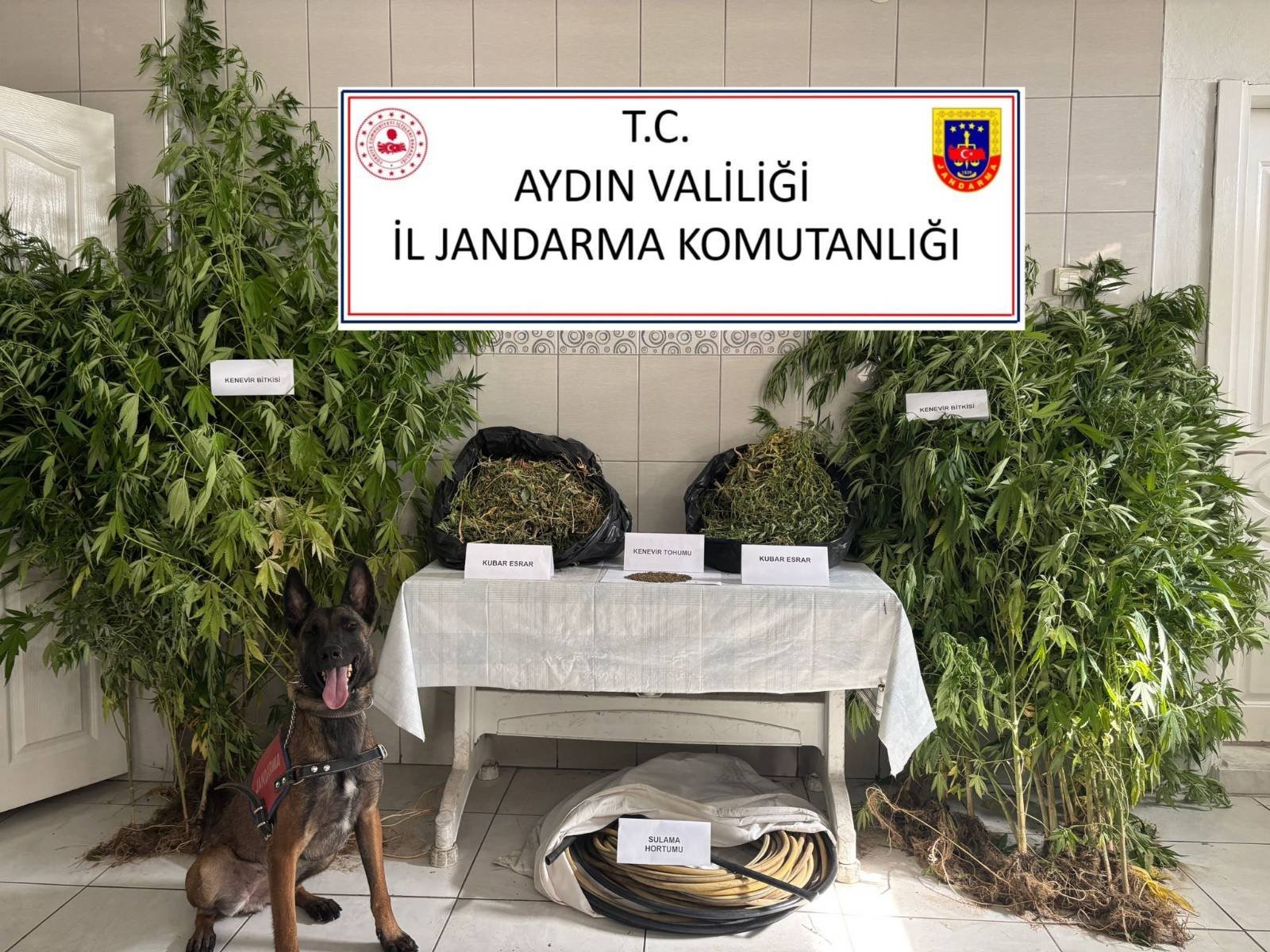 Jandarmadan uyuşturucu operasyonu: 12 şüpheli yakalandı