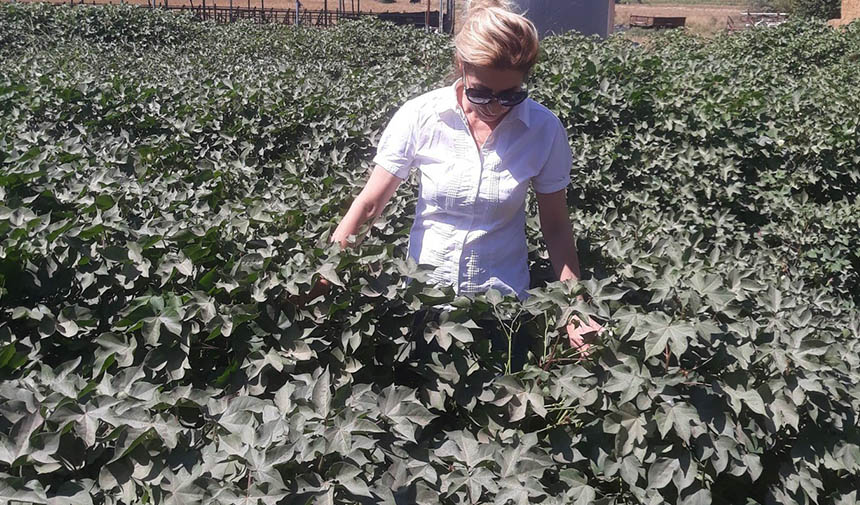 Zararlı popülasyonunda artış gözlemlendi