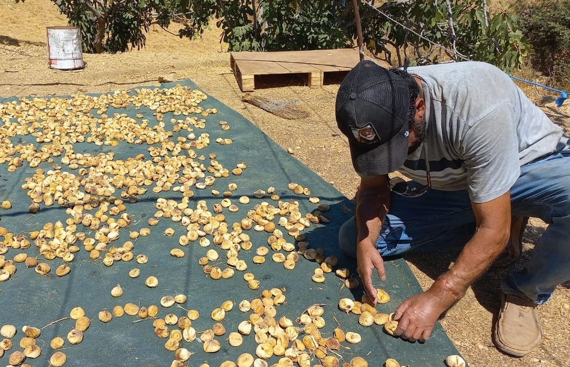 Başkasının kollarıyla incir hasadı yapıyor
